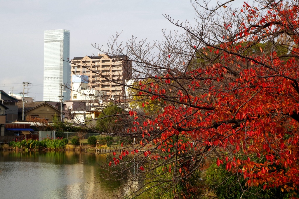 桜葉紅葉とハルカス