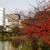 桜葉紅葉とハルカス