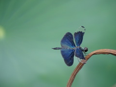 美麗翅蝶蜻蛉