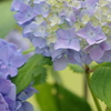 紫陽花-四天王寺