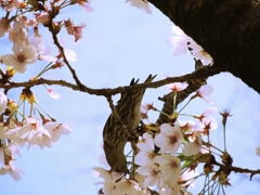 便追- 大阪城公園