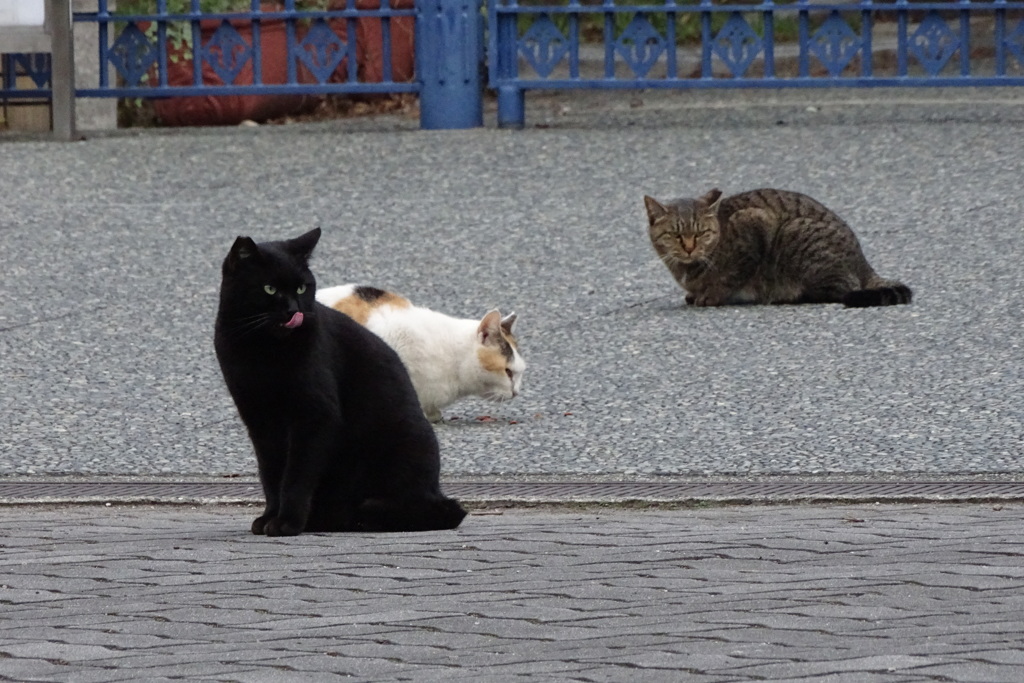 長居公園の野良猫達④