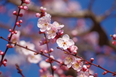 梅-長居植物園②