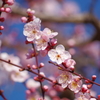 梅-長居植物園②