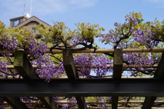 藤-一心寺