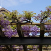 藤-一心寺
