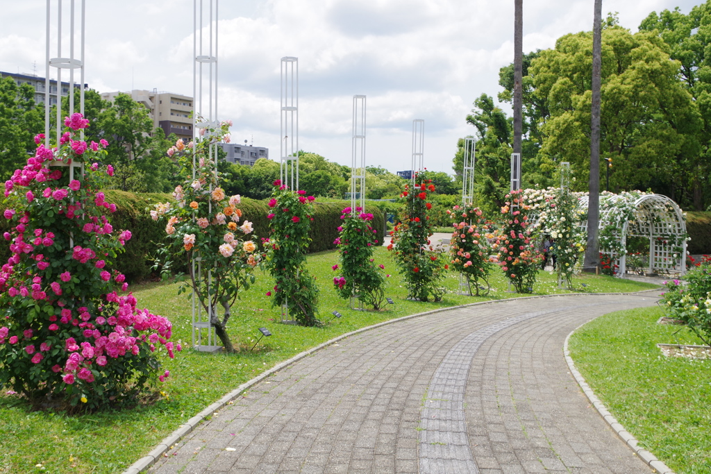 薔薇之園 其之伍