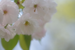 白い花 白八重桜