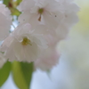 白い花 白八重桜