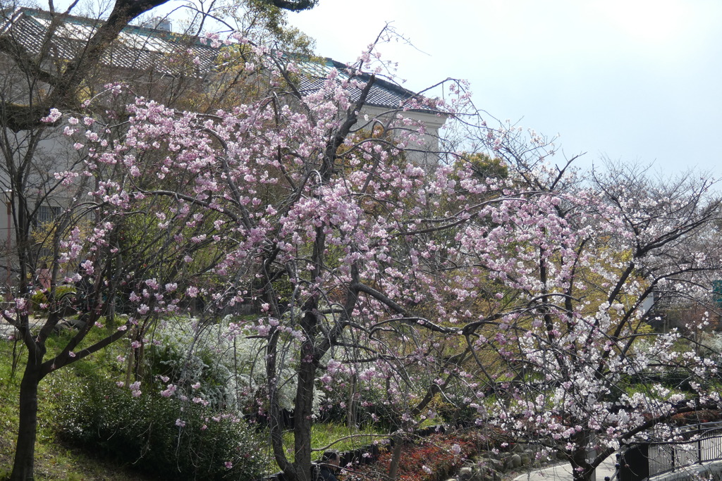 枝垂桜・染井吉野・雪柳