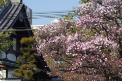 桃梅-四天王寺