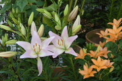 百合-長居植物園
