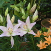 百合-長居植物園