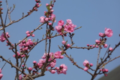 紅桃-桃が池公園①