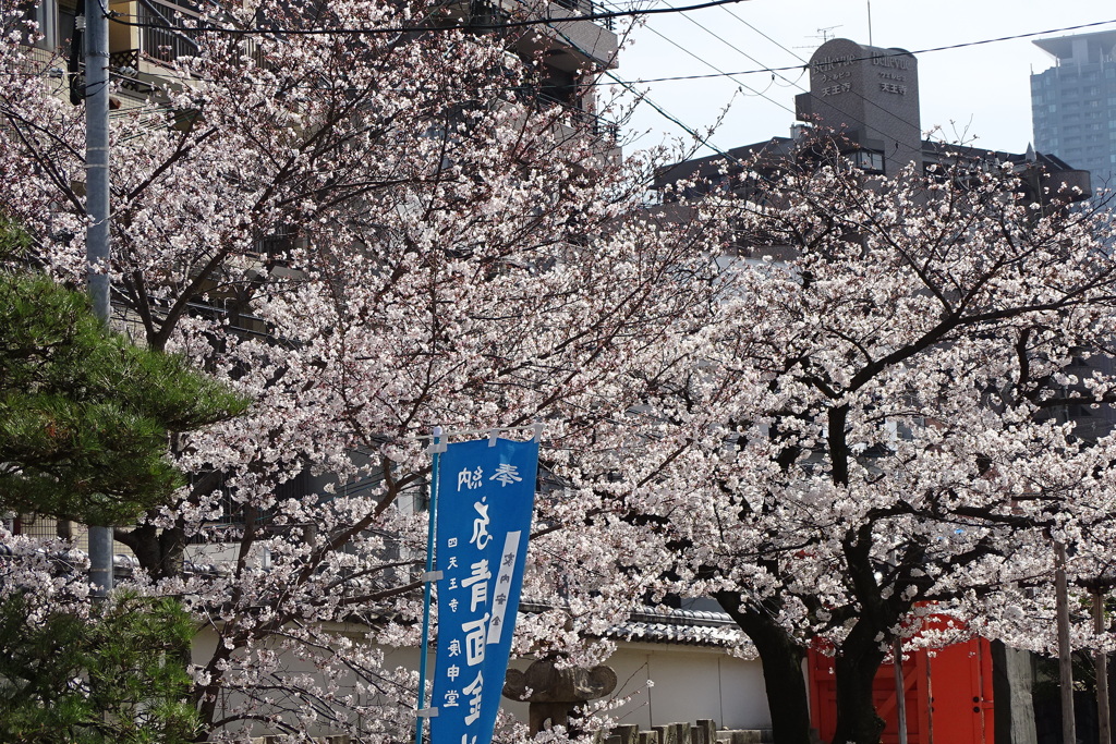 背景を消し去る桜