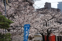 背景を消し去る桜