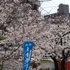 背景を消し去る桜