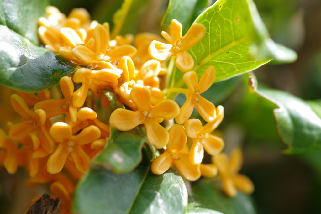 Fragrant Olive