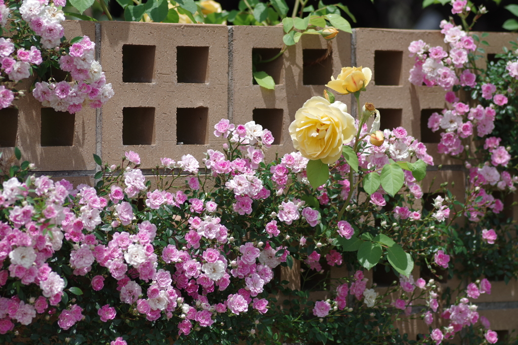 薔薇之園 其之壱