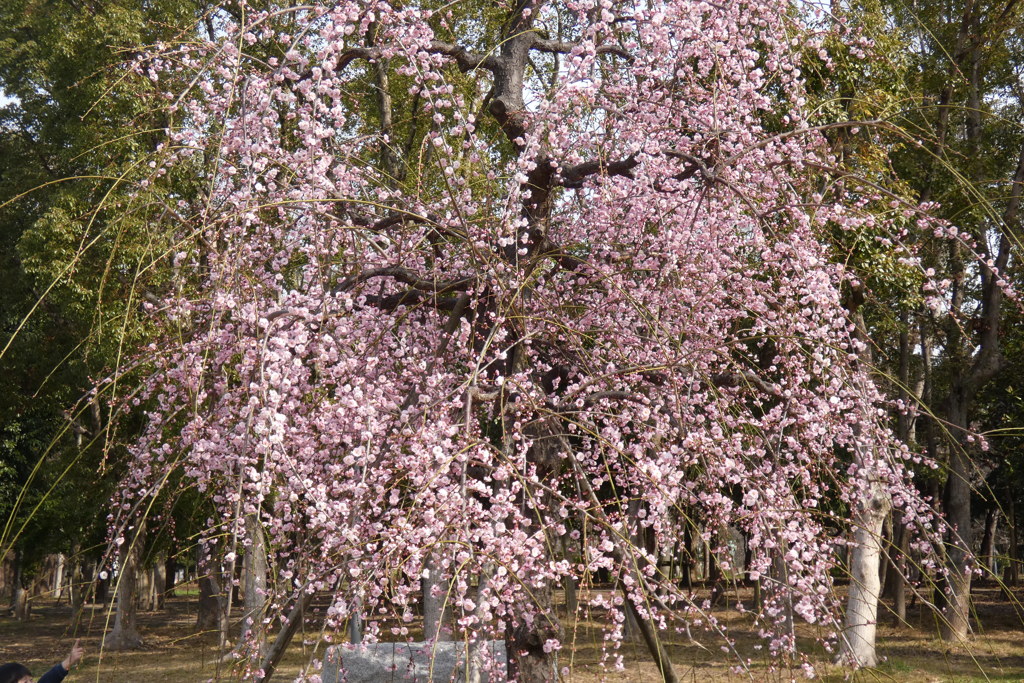 また同じ枝垂れ梅か～②