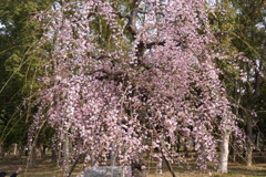 また同じ枝垂れ梅か～②
