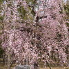 また同じ枝垂れ梅か～②