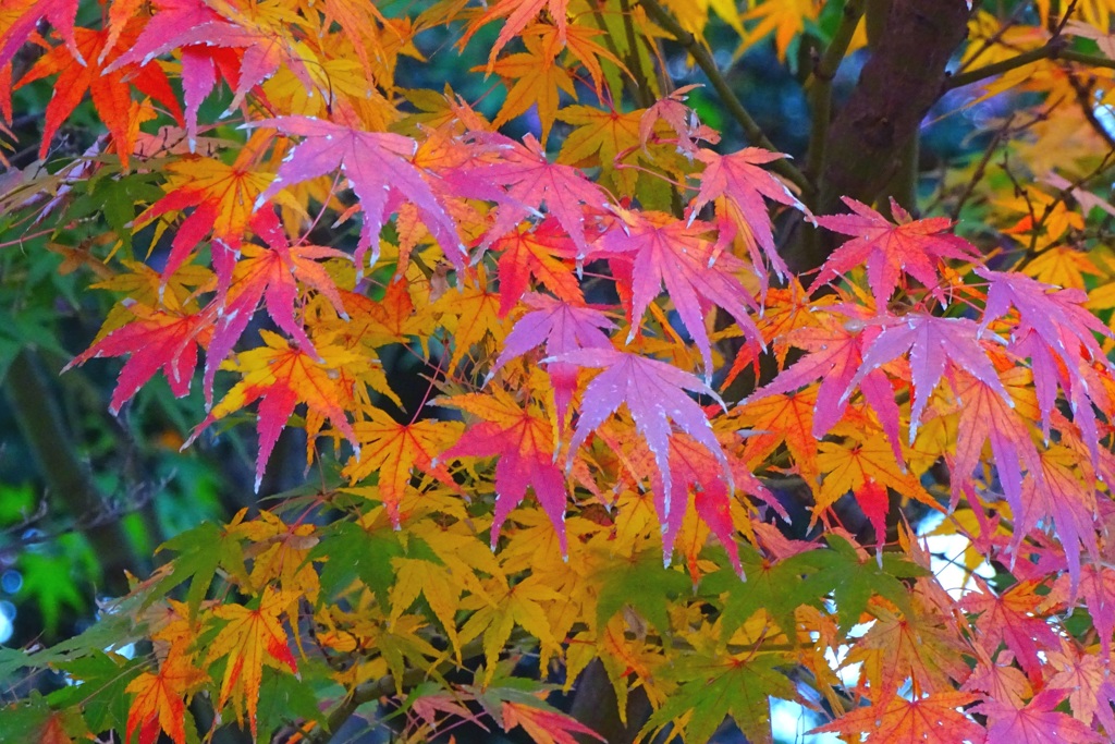 紅葉最終の段②
