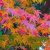 紅葉最終の段②