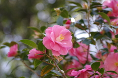 椿-長居植物園