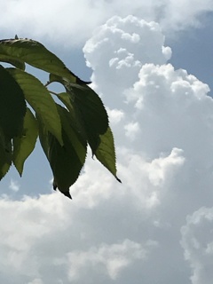 入道雲