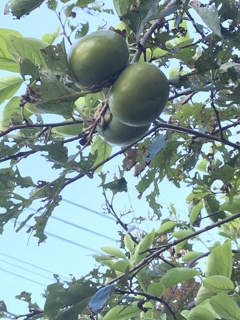 秋 もうすぐ