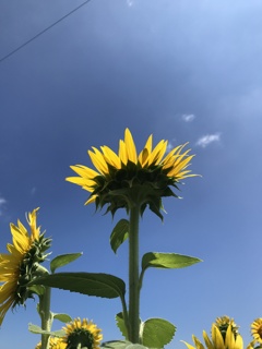 夏の青い空 サイコー