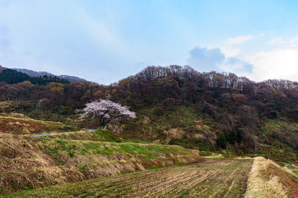 松尾の一本桜