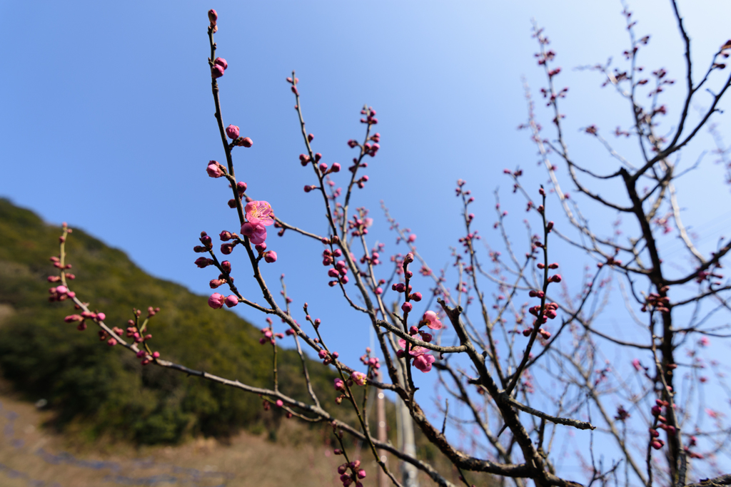 和歌山の梅 1