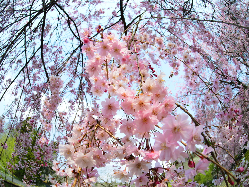 SAKURA