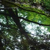 鏡の中の森