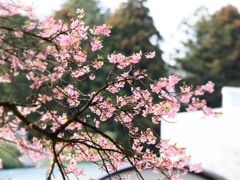 今年の花蜜の味は？