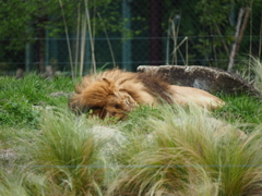 百獣の王！？