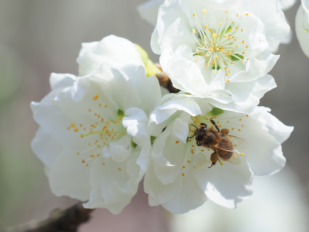 今年の花蜜の味は？