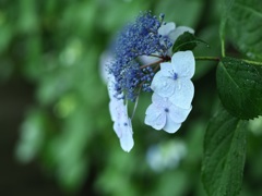 紫陽花