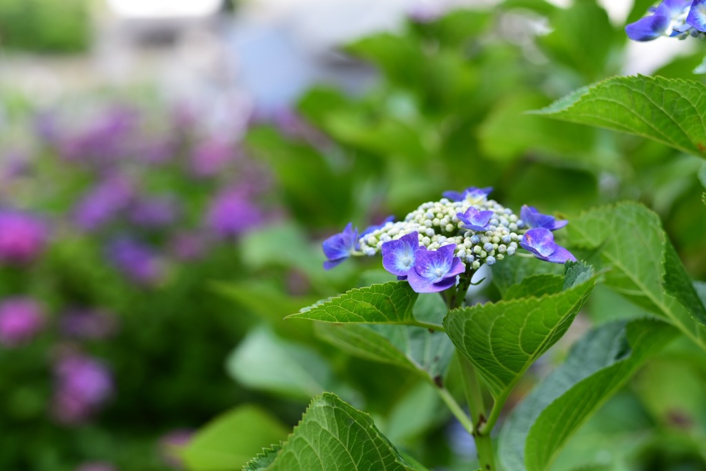 紫陽花