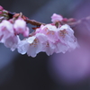 桜雨