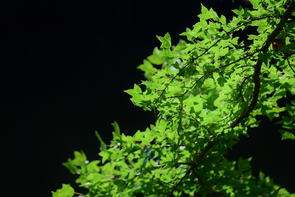 GReeeeN