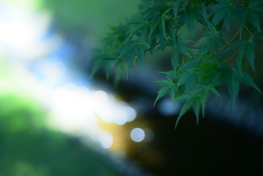 残暑は続く