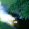 残暑は続く