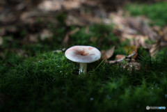 苔と共に