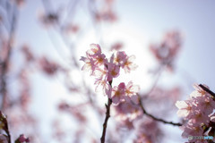 桜⑤