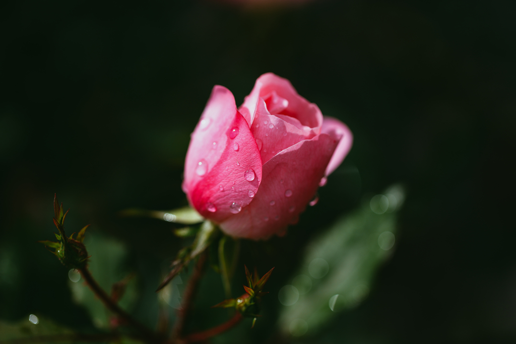 薔薇と雫