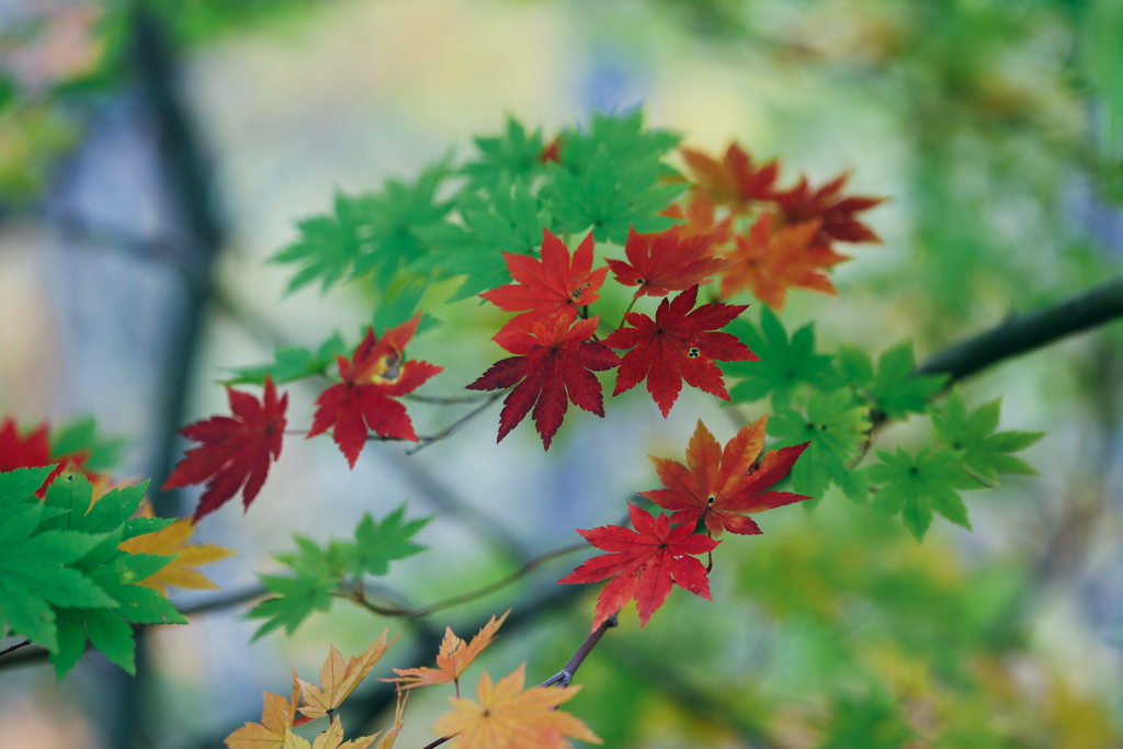 紅葉