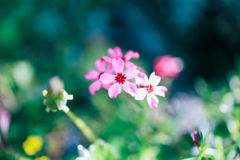 芝桜。